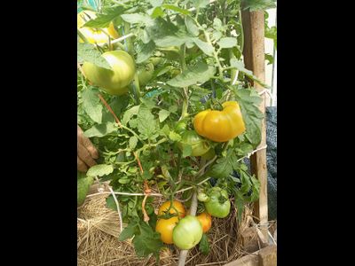 Томат Медовое авеню (Honey avenue)