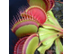 Dionaea muscipula Red Line