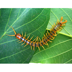 Кольчатая сколопендра (Scolopendra cingulata)