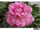 Paeonia The Fawn