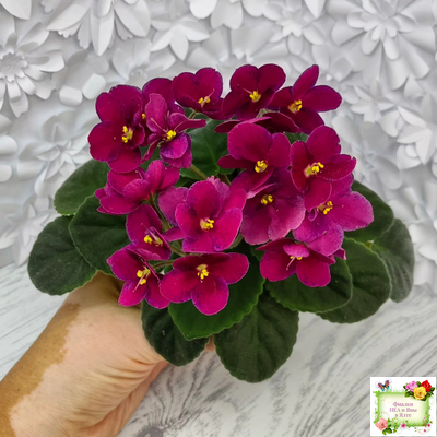 Mac’s Paisley Pattern (G.McDonald)