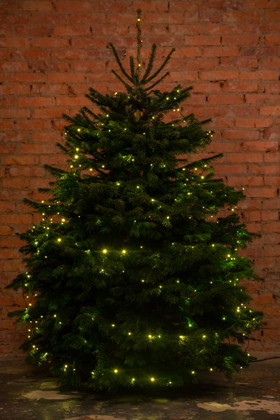 Пихта Нордмана 1,5 - 1,75 м