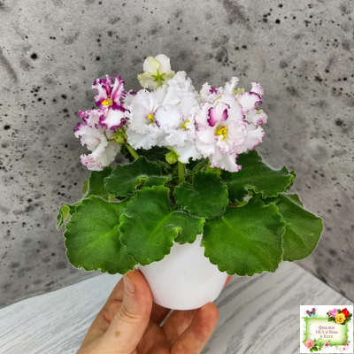 АВ-Любимая Игрушка (Фиалковод) 2015 г.