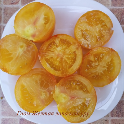 Томат Гном Лапа кенгуру желтый (Dwarf Kangaroo Paw Yellow)