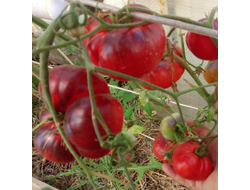 Томат Синий Том (Blue Tom)