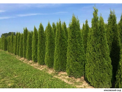 Голден Смарагд купить - Красовский-Сад.рф