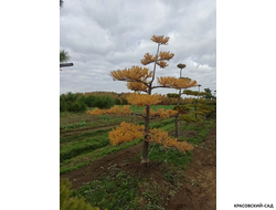 Ниваки - Бонсай садовый Лиственница европейская