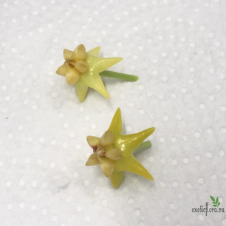 Hoya Platicaulis yellow flowers