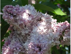 Маршал Василевский