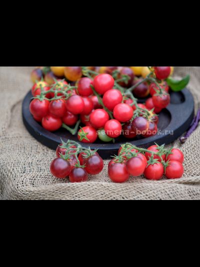 Томат Маленький Красный Корвет (Little Red Corvete), 10 шт