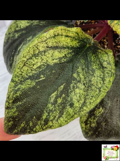 Pink Tulip Gold (японская селекция)