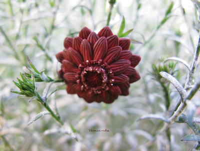 Кольцо-цветок "Рассветный Зачаровник"