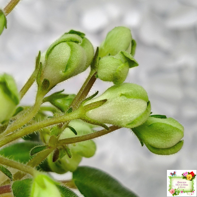 ML-Крыжовник (Miniviolets Lux) 2024 г.