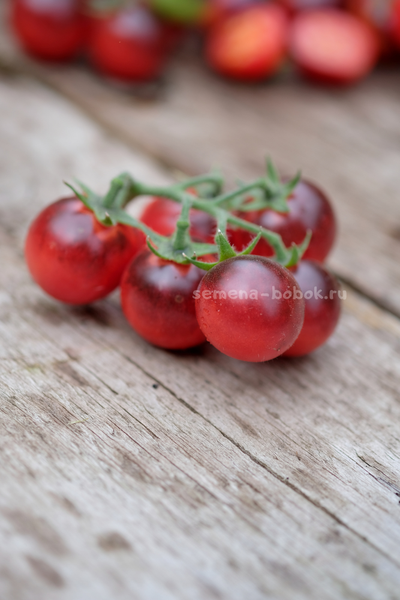 Томат Маленький Красный Корвет (Little Red Corvete), 10 шт