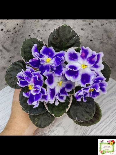 ВаТ-Монарх (Т. Валькова) 2016 г.