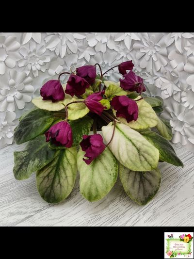 ЕК-Лампа Желаний (Е. Коршунова) 2021 г. (лист посажен 12.10.25)