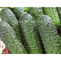 Огурец Директор  F1 (5 шт)