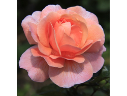 Реконсилейшн, (Reconciliation ) Ч\Г, Harkness