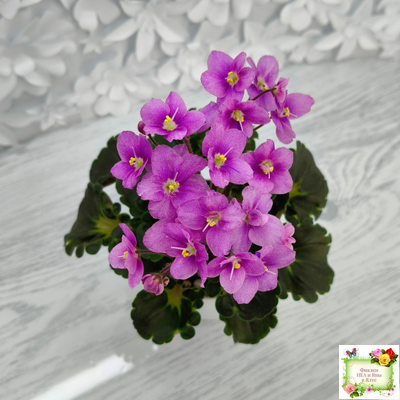 LV-Ланселот (Л. Шевелева) 2025 г. (клакамусный гёрл с кроновой пестролистностью) (стартер)