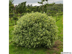 Топиар Дерен белый Элегантиссима в форме шара - Elegantissima