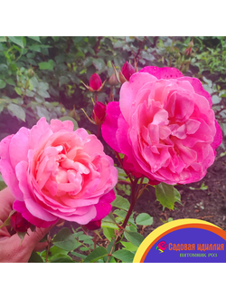 Дрим Лайт (Dream Light)