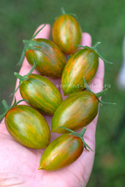 Томат Green Riper (Зеленый Рипер), 10 шт