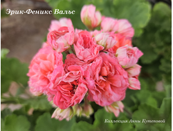 Пеларгония Эpик- Фeникc Вальс