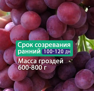 Невеста