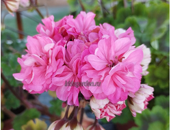 Пеларгония Ю-Пена Дней