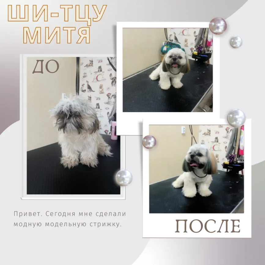 Ши-тцу МИТЯ