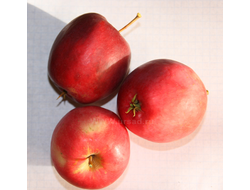 Радоница (яблоня)