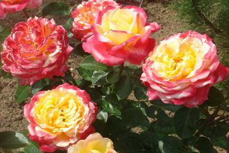 Пульман ориент экспресс ( Pullman Orient Express, Восточный экспресс). Ч\Г, Twomey и Lim США