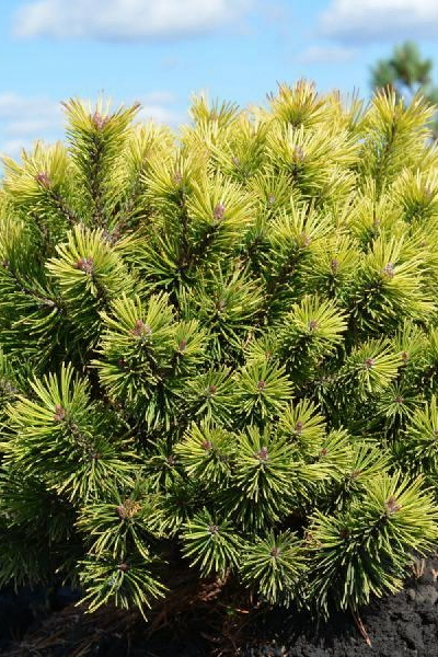 Сосна горная Ophir