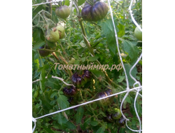 Томат Бифштекс Марши (Marsha's Starfighter Beefsteak)