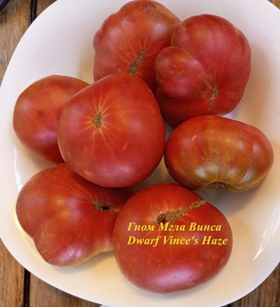 Томат Гном Мгла Винса (Dwarf Vince’s Haze)