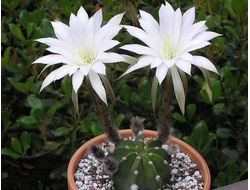 Echinopsis Subdenudata