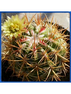 Ferocactus litoralis L 010
