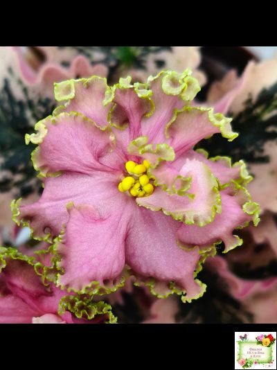 МТ-Пески Времени (М. Тотиева) 2022 г.