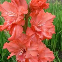ГЛАДИОЛУС &quot;СОЛИСТ&quot; 1разбор 12 штук