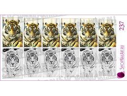 Слайдер-дизайн 237 - Тигры - 1.