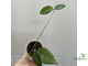 25/07/2025 Hoya Parasitica Black Edge