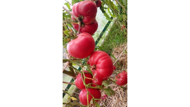 Кристина Ватчева