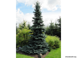 Ель Маджестик Блю фото хвои - красовский-сад.рф