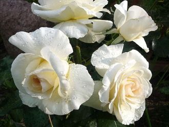 Шнеевальцер (Schneewalzer)  клаймбер   Tantau