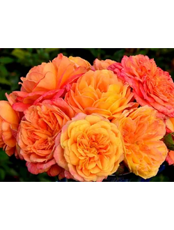 Розы отечественной селекции, Усынин Р.А.