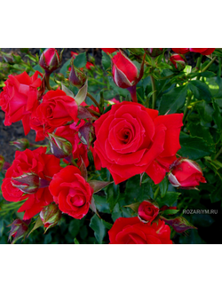 Rozariym - Каталог товаров - РОЗЫ СПРЕЙ, ПАТИО, ПОЛИАНТОВЫЕ, БОРДЮРНЫЕ