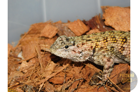 Игуана заборная малахитовая, Sceloporus malachiticus