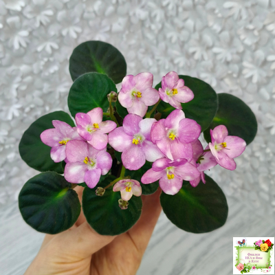 Heinz's Bubbles (H.Dornbusch) (лист посажен 30.01.26)