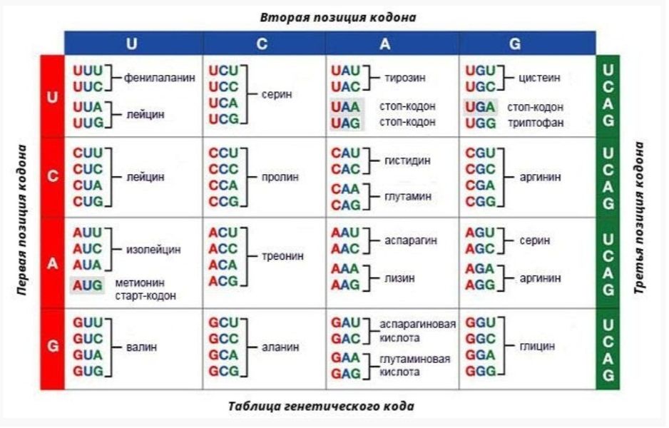 Белковый код. Таблица кодонов аминокислот РНК. Биология таблица генетического кода. Генетический код таблица по биологии ЕГЭ. Таблица кодонов аминокислот ДНК.