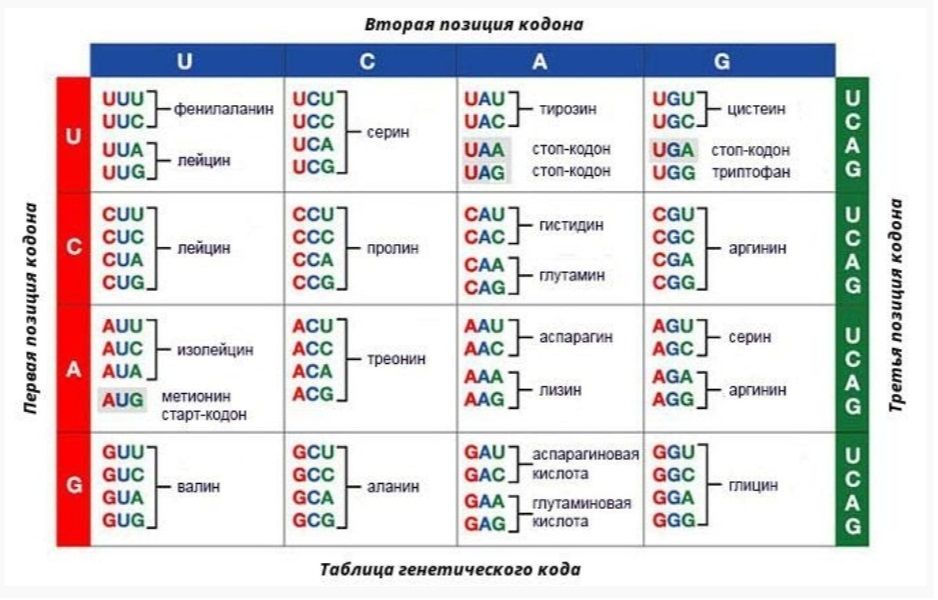 Определение последовательности нуклеотидов днк метод